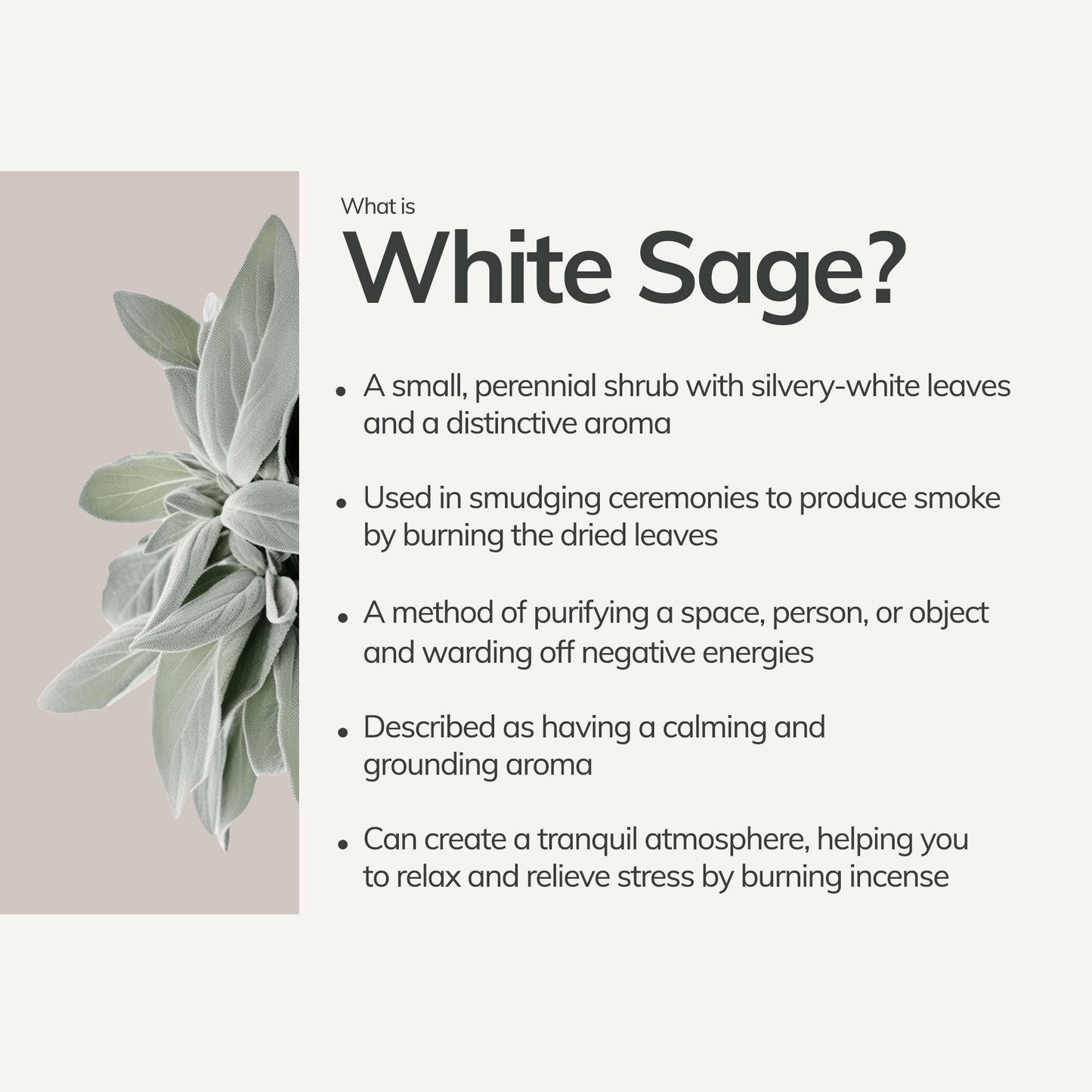 what is white sage