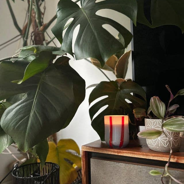 Indoor plants on a wooden shelf with a candle and decorative items.