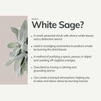 what is white sage
