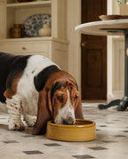 Ceramic dog bowl - Ochre