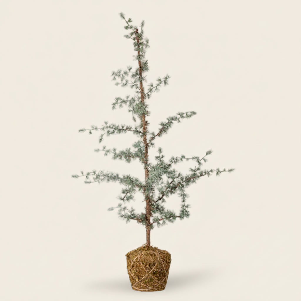 Potted tree with a white background